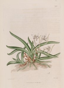 Illustration von Neofinetia falcata (als syn. Limodorum falcatum) von Sydenham Teast Edwards
